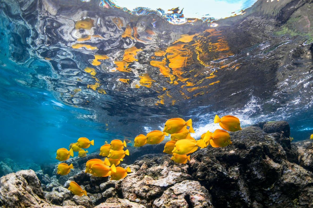 School of yellow tang swimming above rocky reef in clear blue water with rippling ocean surface reflection, Big Island, Hawaii, United States.