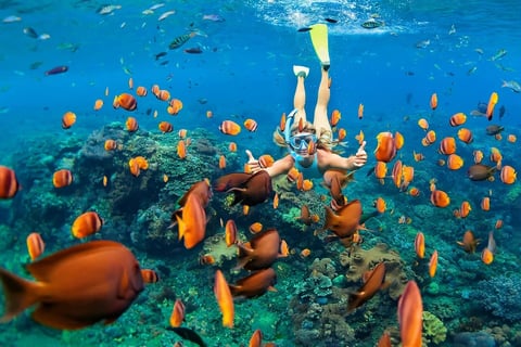 Snorkeler surrounded by orange and white striped fish swimming above a coral reef in clear blue water