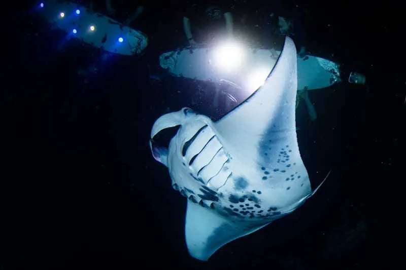Manta ray swimming underwater with divers light illuminating its spotted white belly and fins
