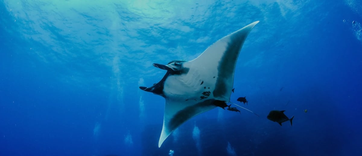 A large manta ray glides through clear blue ocean water with smaller fish swimming nearby.