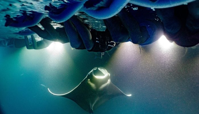 Manta ray swimming underwater beneath a boat, viewed from below with sunlight filtering through the water